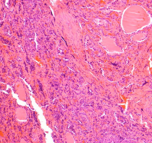 Immunohistochemical Training Picture